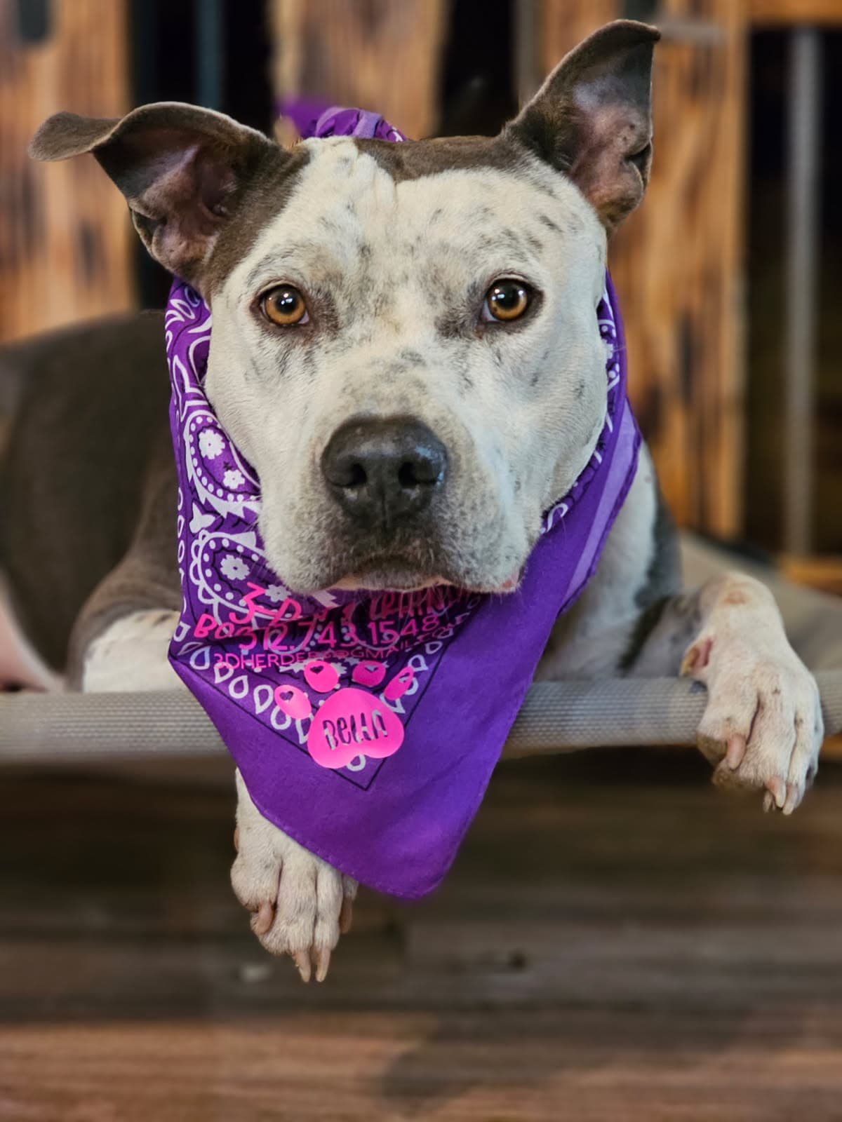 Bella the dog - our official greeter